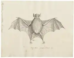 The image is a drawing of a bat.