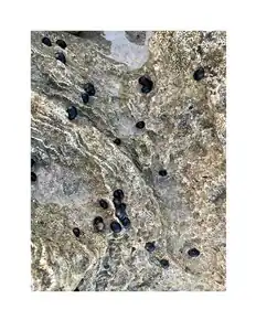 in the intertidal zone